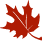 maple leaf