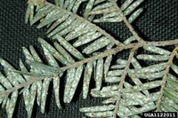 hemlock_needle_scale